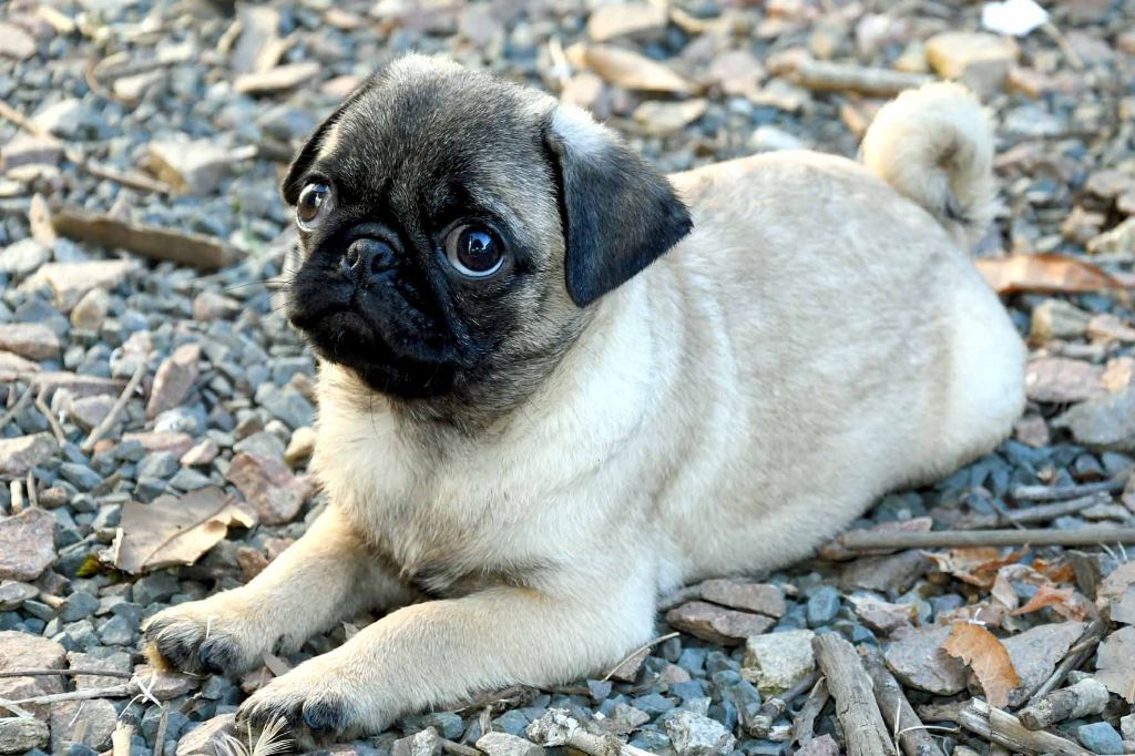 Fiorellino - Chiots disponibles - Carlin