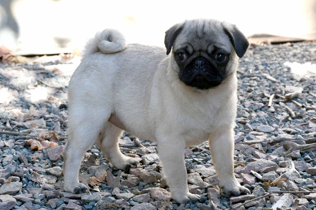 Fiorellino - Chiots disponibles - Carlin