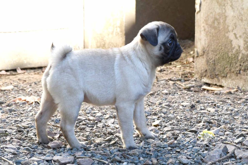 Fiorellino - Chiots disponibles - Carlin
